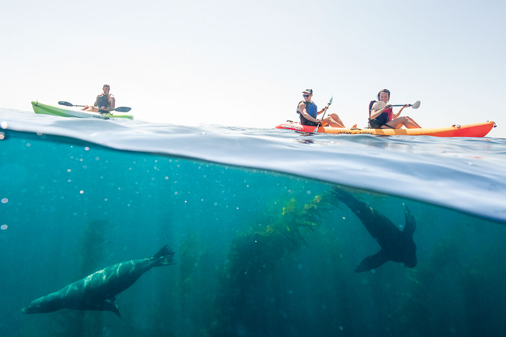 Sit-on-Top Kayak Rentals