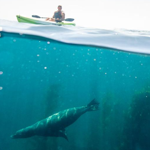 Sit-on-Top Single Kayak Rentals