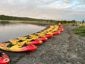Group Wildlife Kayak Tour
