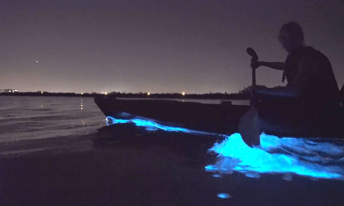 Tour en kayak por bioluminiscencia - Port Gamble, Washington